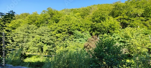 green grass and blue sky