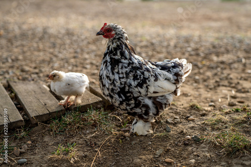 Mottled bantam hen with feathered feet standing near small white chick on ground in outdoor farmyard, representing poultry breeding and maternal care.