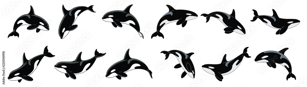 Fototapeta premium Killer Whale Clip Art Collection in Various Body Positions, Orca Vector Set.