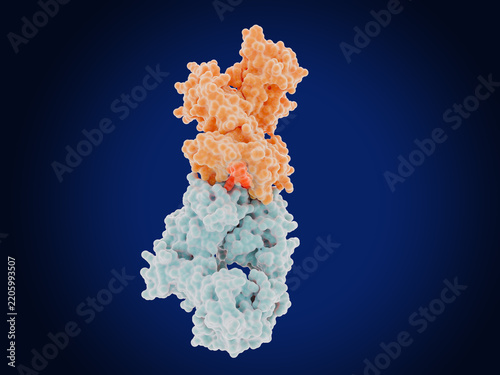 Adoptive T cell therapy (ACT): T cell receptor alfa and beta chains in complex with MHC class I antigen, microglobulin and an UTP20 neoantigen