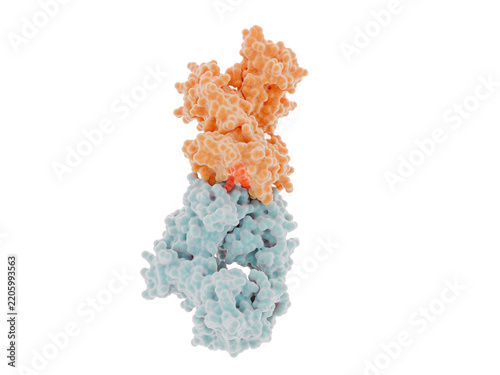 Adoptive T cell therapy (ACT): T cell receptor alfa and beta chains in complex with MHC class I antigen, microglobulin and an UTP20 neoantigen.