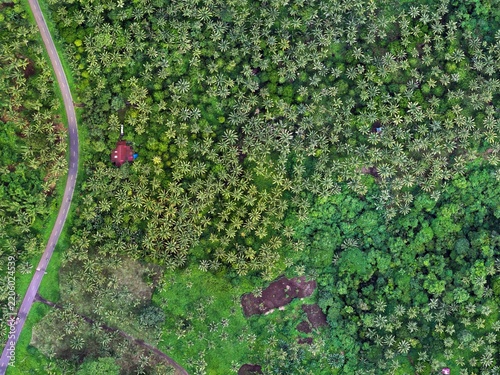 Fotografie Aerial photo of oil-palm plantation