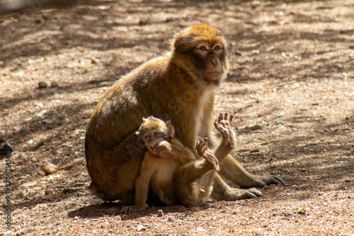 Sticker macaque baby with mother
