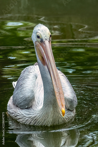 Pink-backed Pelican (Pelecanus rufescens) native to sub-Saharan Africa and Arabia