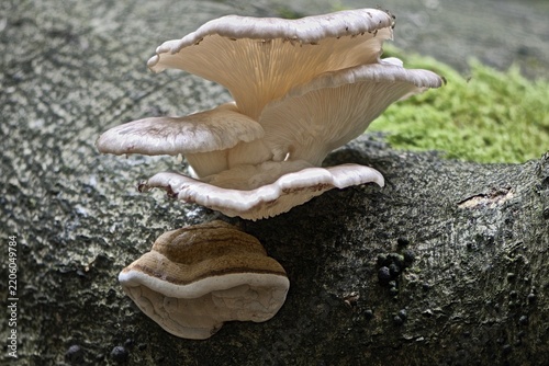 Branched oyster fungus (Pleurotus cornucopiae) and Tinder Fungus (Fomes fomentarius), Emsland, Lower Saxony, Germany