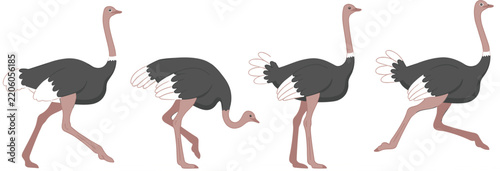 Ostrich Walking Cycle Vector Set, Flat Cartoon Bird Illustration in Four Different Poses, Isolated Wildlife Animal Character Design on White Background