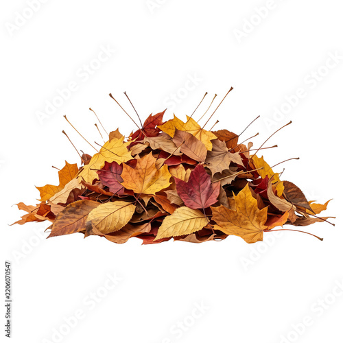 Pile of autumn leaves, isolated on transparent background, fall colors