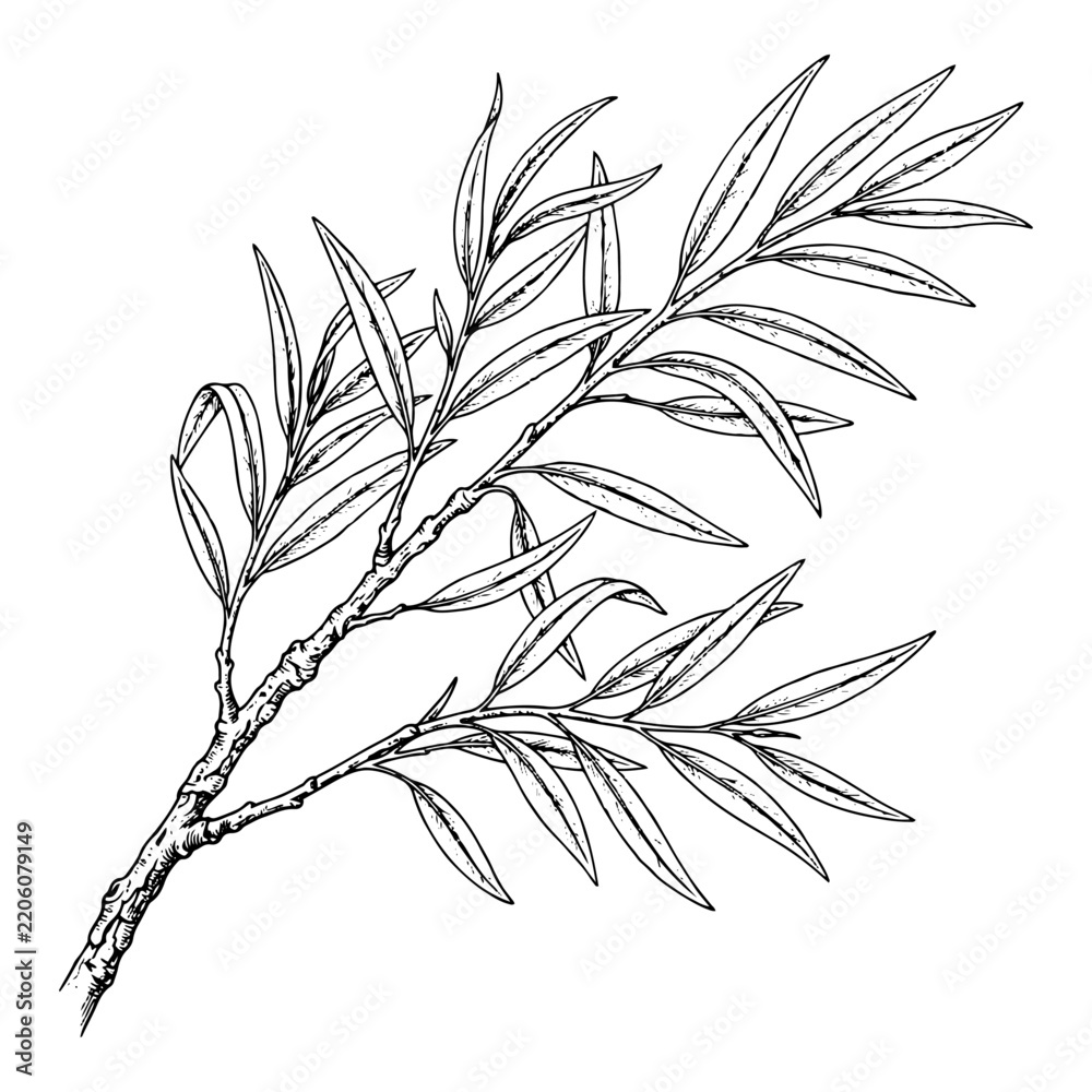 Fototapeta premium Willow Branch Botanical Line Illustration