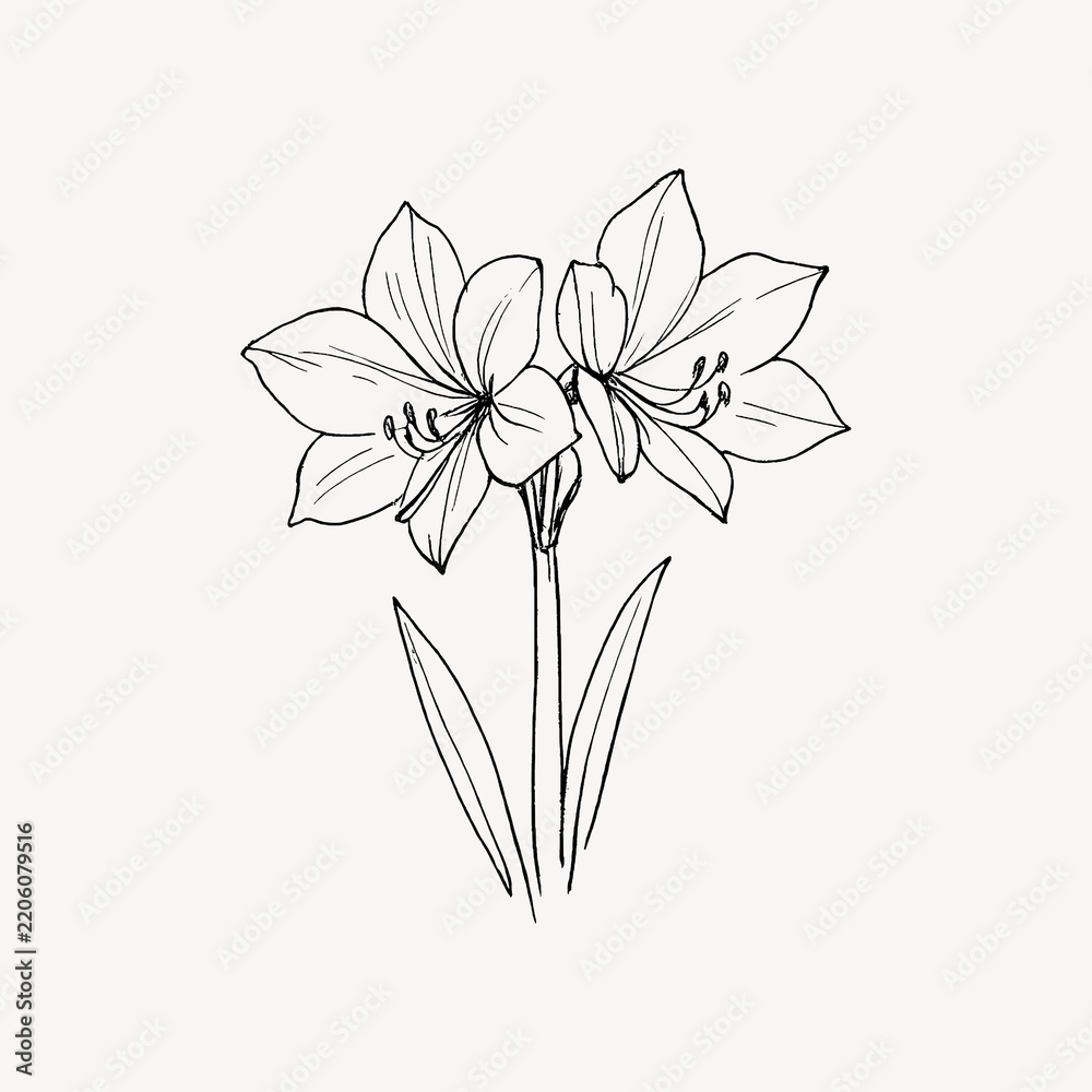 Obraz premium Minimalist floral line art
