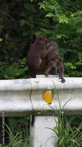 Macaques Grooming Each Other on a Pipe in Tropical Forest