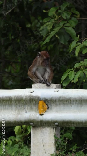 Macaque Sitting on a Pipeline in Tropical Forest