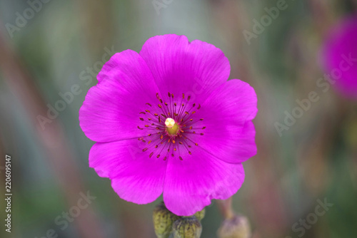Blooming purple Calandrinia grandiflora, Rock Purslane flower 