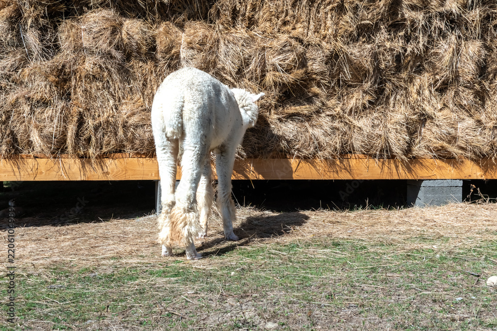 Fototapeta premium Fluffy white alpaca standing on a farm ground and eating dry hay from a huge stacked bale shelter on a bright sunny day in the countryside