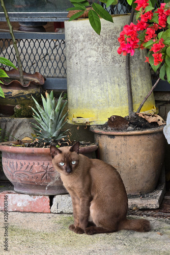 Fotografie Penang, Malaysia - Sep 26, 2026: A brown cat with blue eyes sitting outdoors beside ceramic plant pots and blooming pink bougainvillea flowers