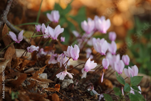 Close-up of wild pink cyclamen flowers blooming among dry autumn leaves on the forest floor