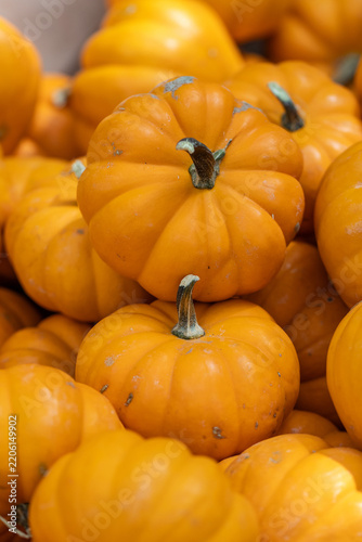 small pumpkins in a pile
