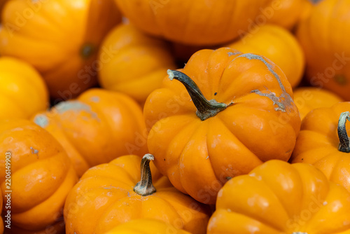 small pumpkins in a pile