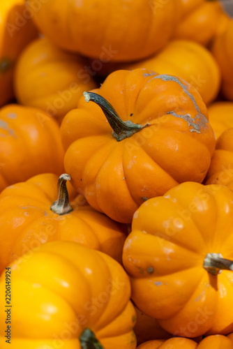 small pumpkins in a pile
