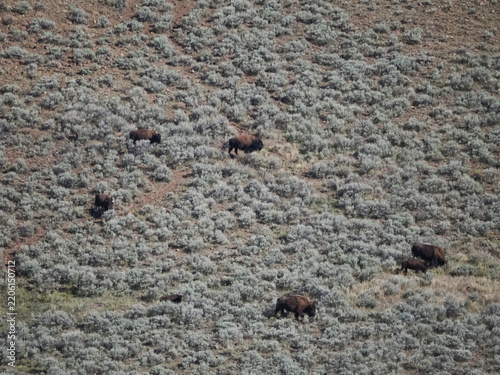 Bison graze across a vast sagebrush plain. Sparse, grayish vegetation covers the rugged terrain. Animals move slowly, ignoring any human presence. The scene conveys quiet wilderness solitude
