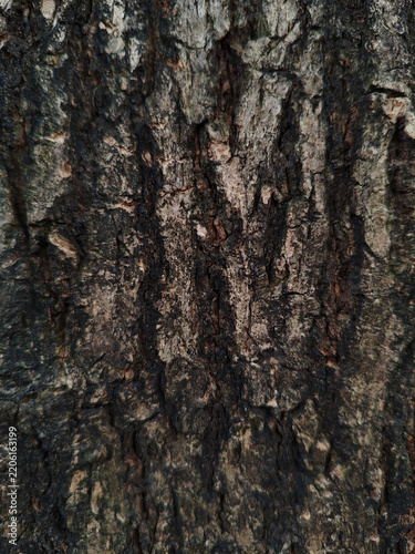 Fotografie Close-up full frame texture of rough, weathered dark tree trunk bark, natural background surface pattern