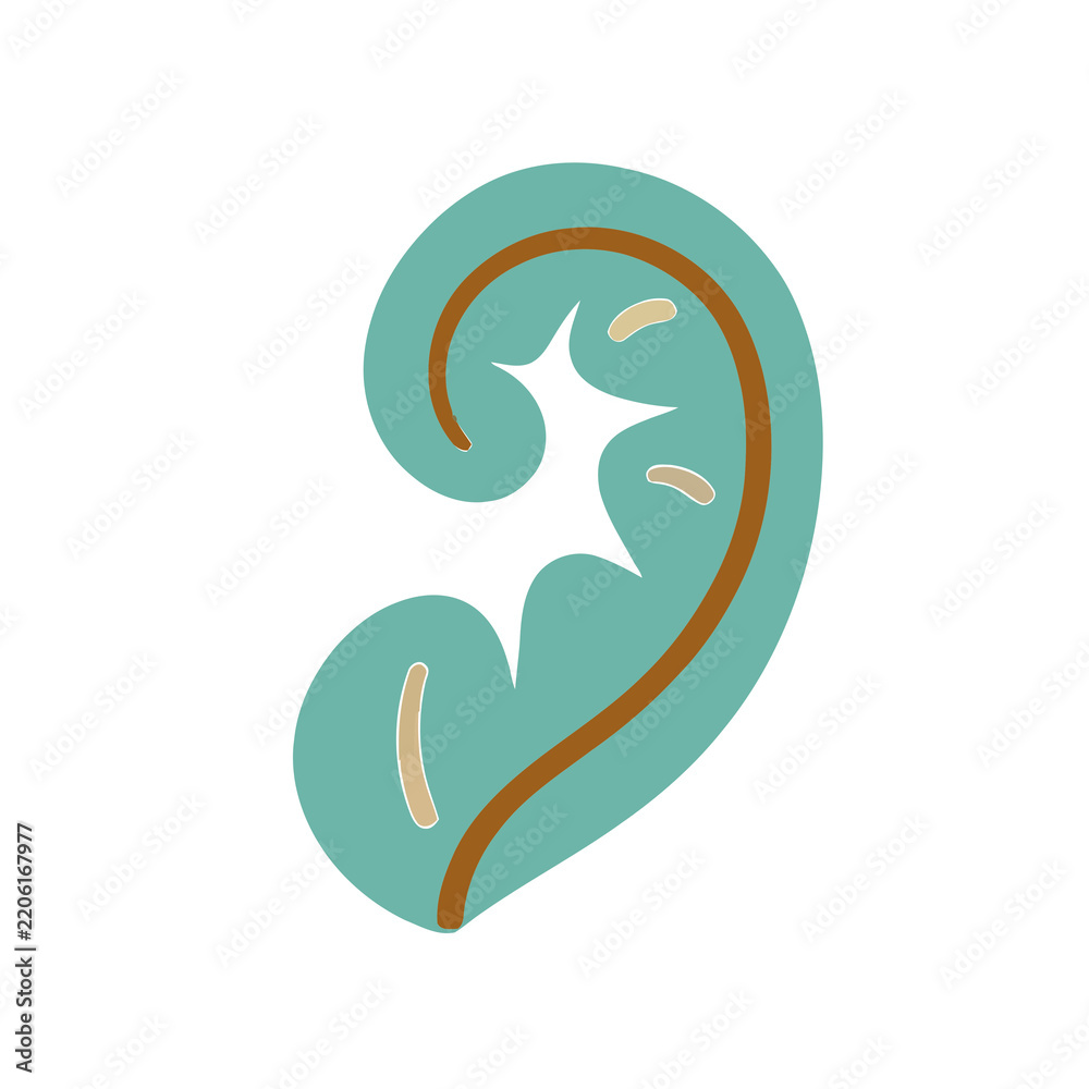 Obraz premium Stylized human ear illustration