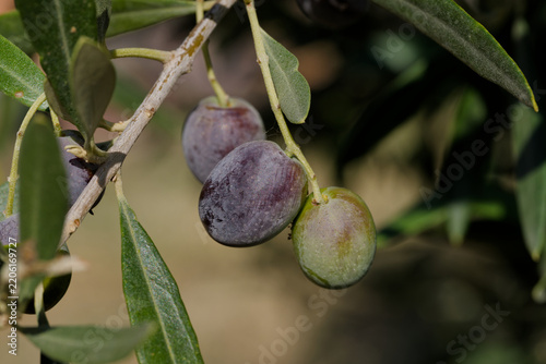 Olives