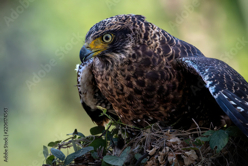 Stunning nature shot of a fierce tropical raptor surrounded by green foliage with a beautiful smooth bokeh background.