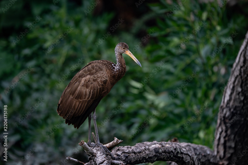 Obraz premium Limpkin, Aramus guarauna in Argentina, a large wading bird on the tree