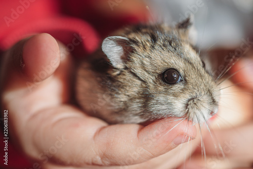 Child's hands are holding a small, cute lemming