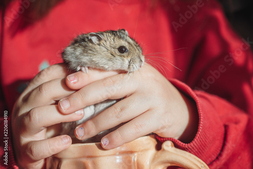 Child's hands are holding a small, cute lemming