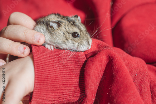 Child's hands are holding a small, cute lemming