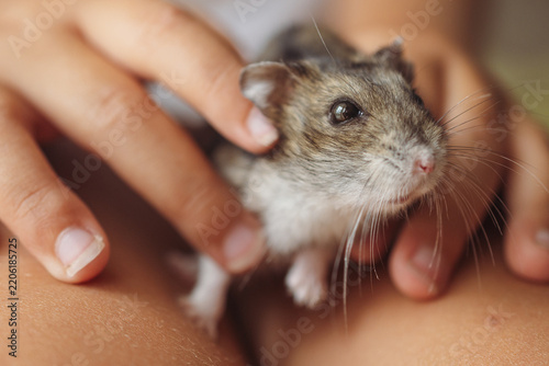 Child's hands are holding a small, cute lemming