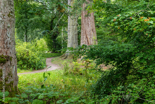 footpath in the woods