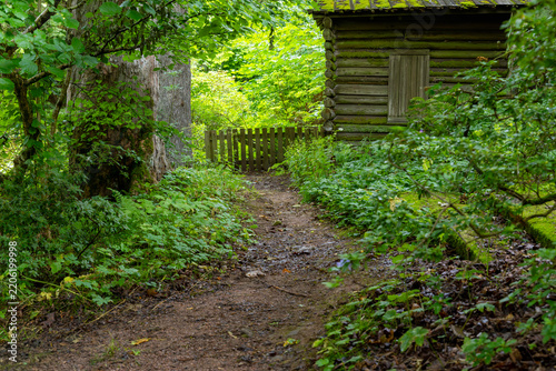 Old Wooden Cabin in a Dense Forest with a Rustic Path and Fence