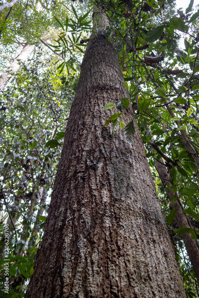 Obraz premium Rough tree trunk with deeply textured bark rises into green rainforest canopy.