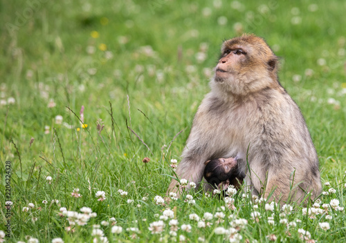 mother and baby barbary macaque