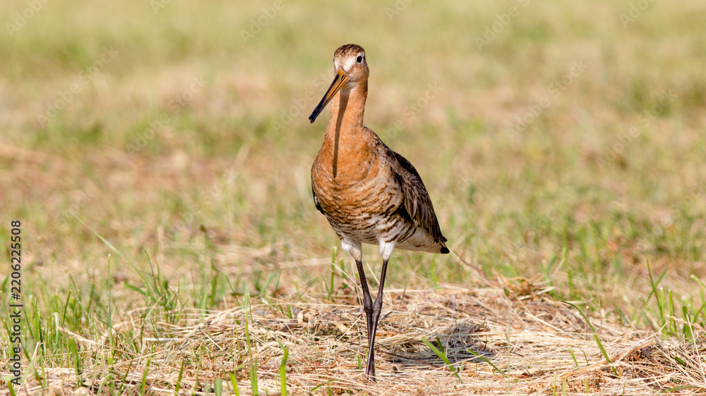 Obraz premium great blue heron