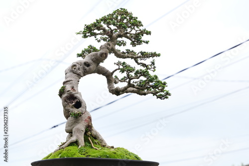 A beautifully shaped bonsai tree with an aged, twisted trunk, intricate branches, and green foliage growing on a moss-covered mound.