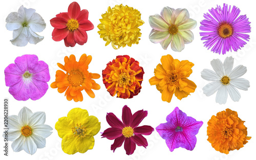 Colorful Flower Collection Isolated on White Background, Top View