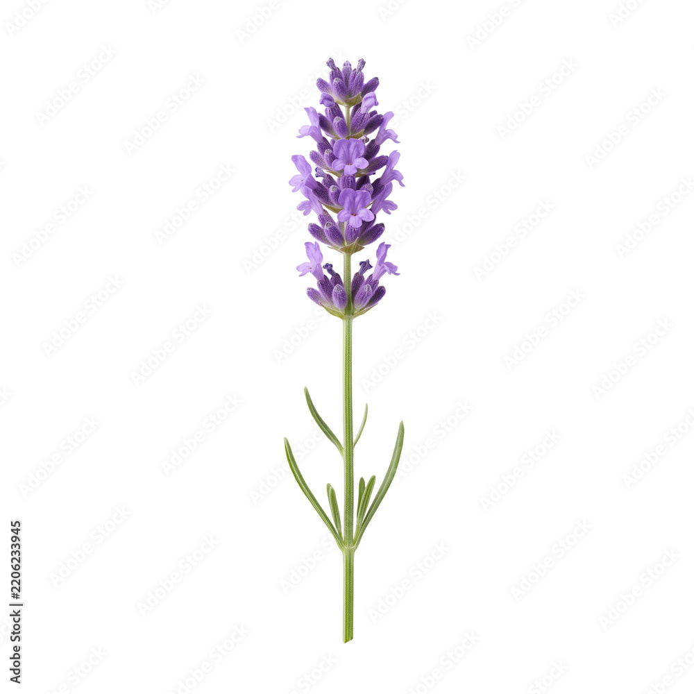 Obraz premium Single Lavender Stem with Green Leaves in Soft Natural Light for Aromatherapy
