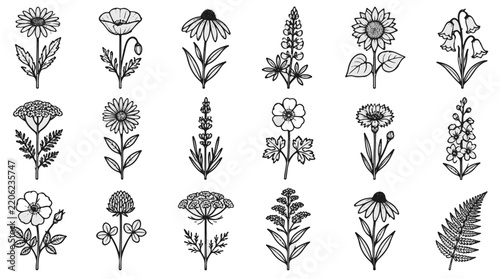 Wildflower Set of Botanical Hand Drawn Vector Line Art Illustrations