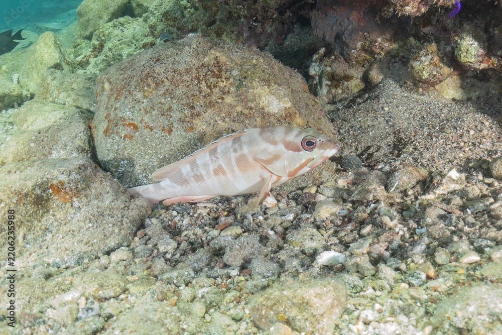 Obraz premium Fish swimming in the Red Sea, colorful fish, Eilat, Israel 