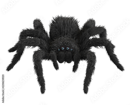 Black spider isolated on white background