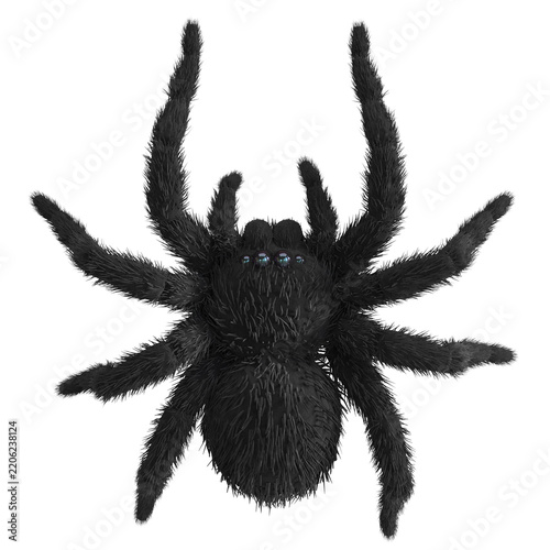 Black spider isolated on white background