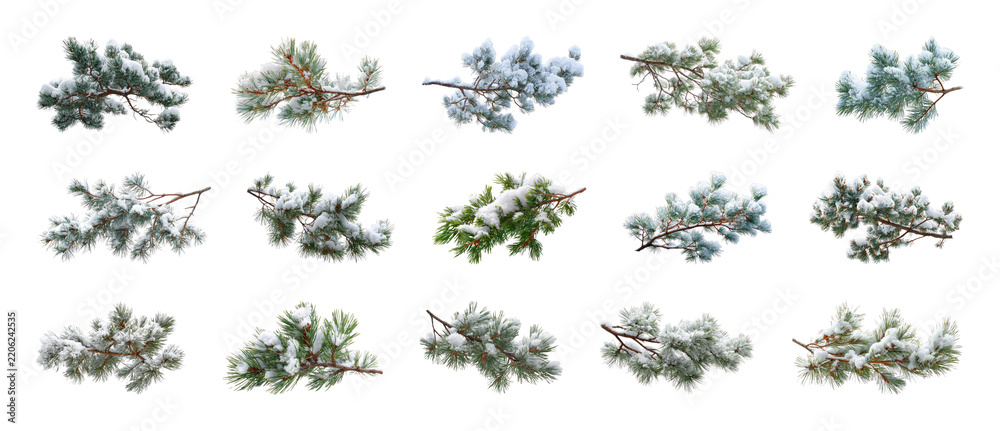 Fototapeta premium PNG Snow covered blossoming branches collection isolated set transparent background