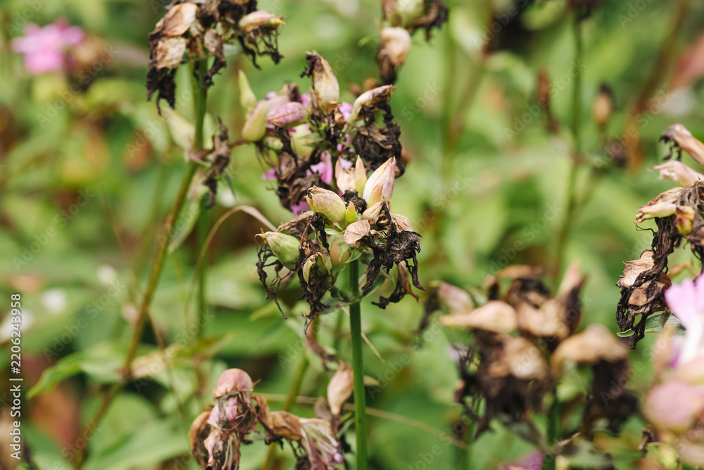 Obraz premium Wilted pink garden flowers. Dry brown petals and buds. Faded blossoms among green leaves. Damaged ornamental plants after flowering. Natural decay in flower bed. Plant background with deterioration.