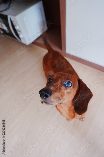 Obraz na plátně dachshund dog