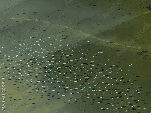 Aerial view of a large flock of birds flying over the wetlands in Miqdadiyah, Diyala Governorate, Iraq.