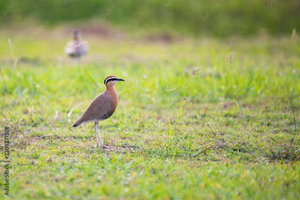 Obraz premium Indian Courser Standing in Meadow – Cursorius coromandelicus in Natural Grassland Habitat. An Indian Courser standing in a natural meadow habitat. 