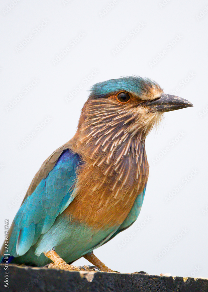 Fototapeta premium Stunning close-up shot of an Indian Roller sitting calmly in soft morning light. The vibrant bird displays its striking blue, turquoise, and brown plumage in sharp detail.